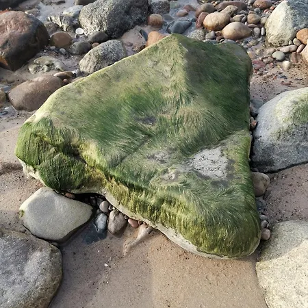 Bocianie Gniazdo Debina (Ustka)